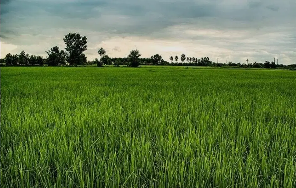 ۲۵۰۰متر زمین کشاورزی