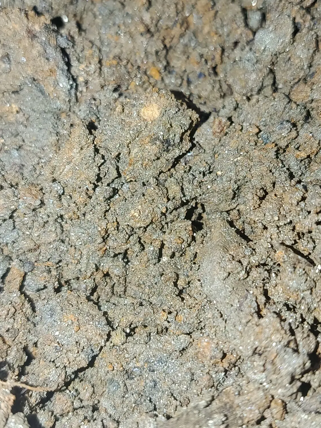 زمین یک هکتاری در اول راه روستای چوره ناب کنار