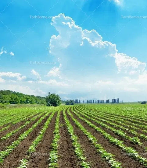زمین کشاورزی