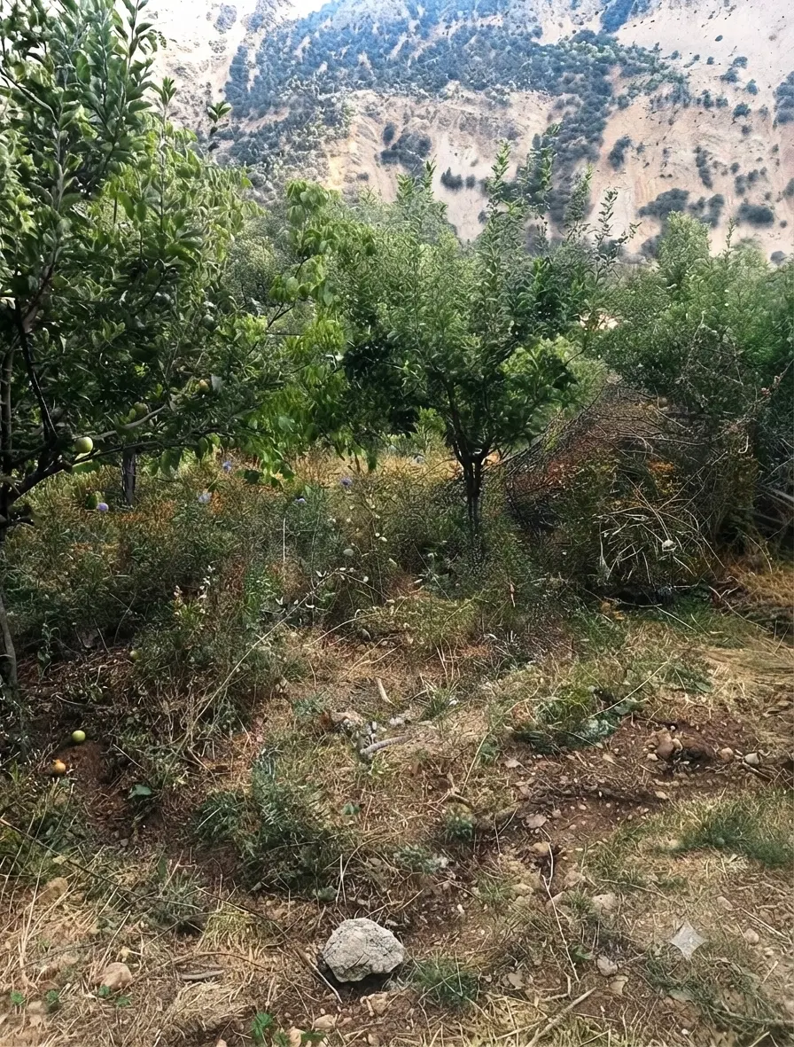 باغ میوه
