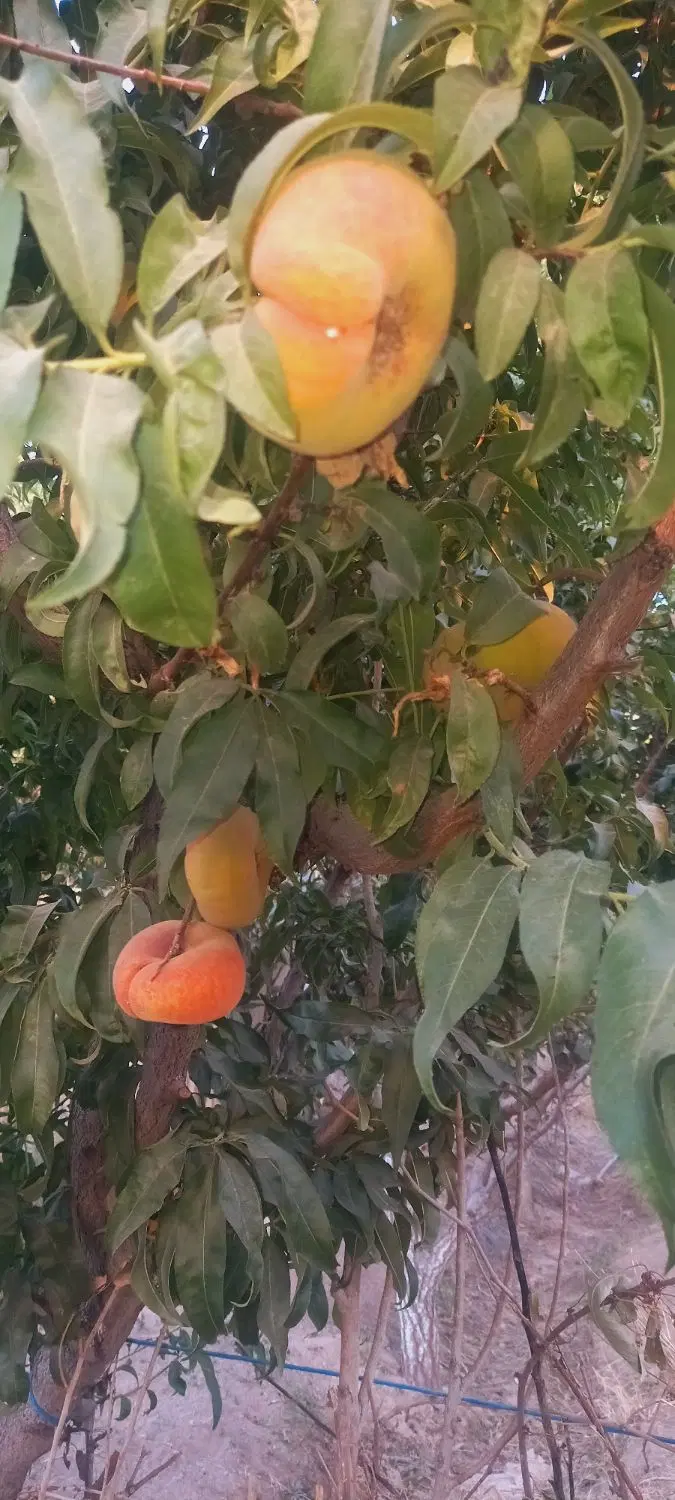 باغ۱۱۰۰متری