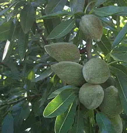 معاوضه باغ بادام با آپارتمان