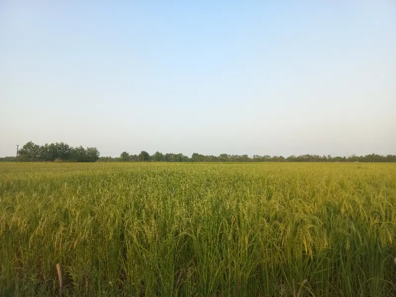 زمین مسکونی روستایی