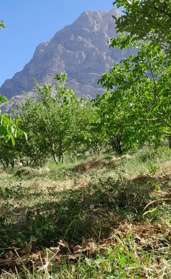 زمین ۲۲۰ متری دلیران ۵۹