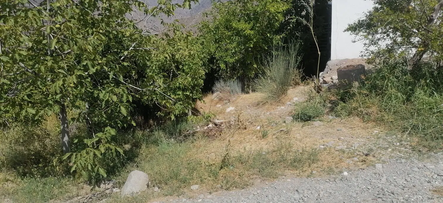 باغ پر از درخت ثمری دلفارد