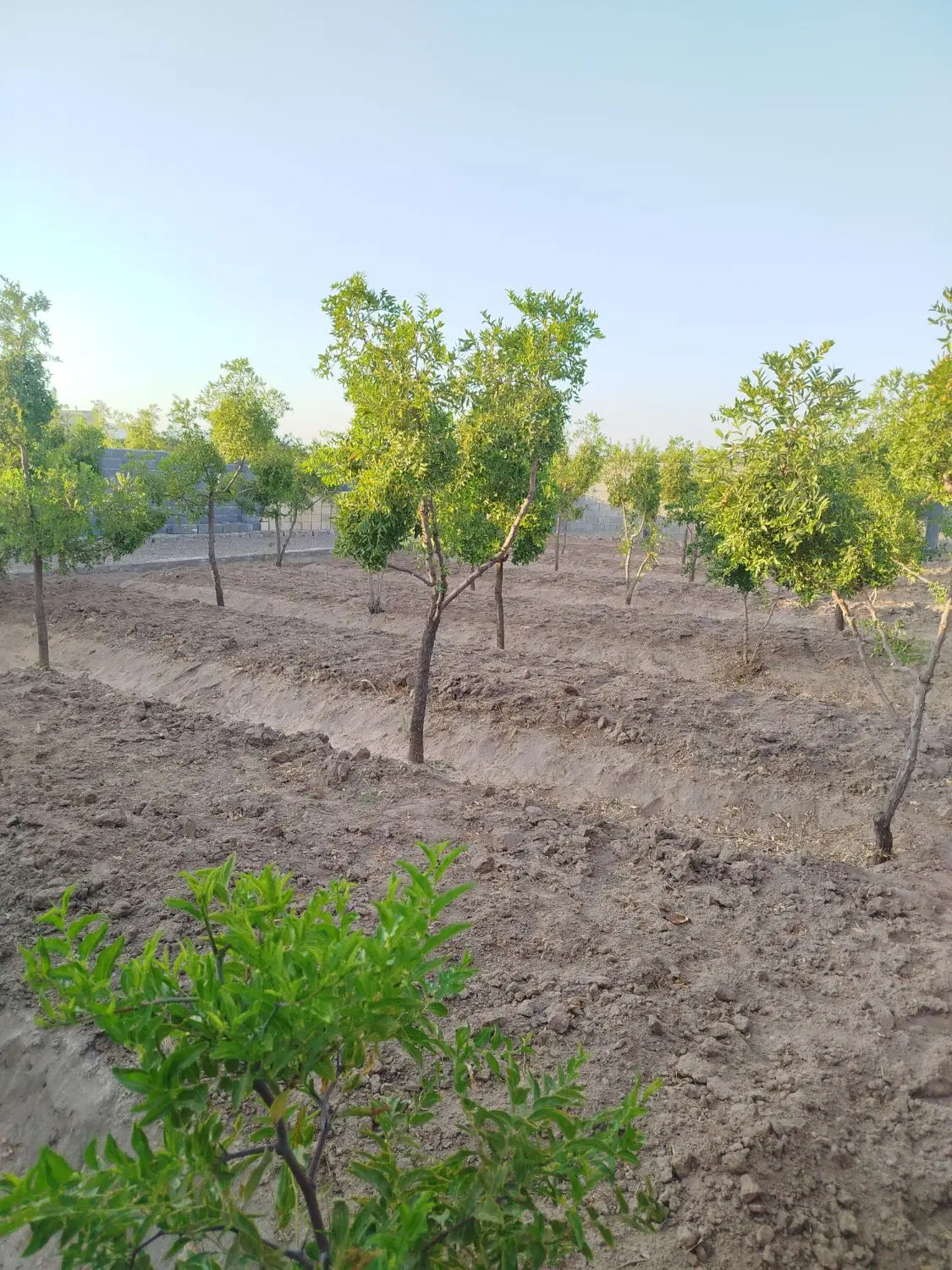 باغ واقع در روستای فخرآباد تقاب