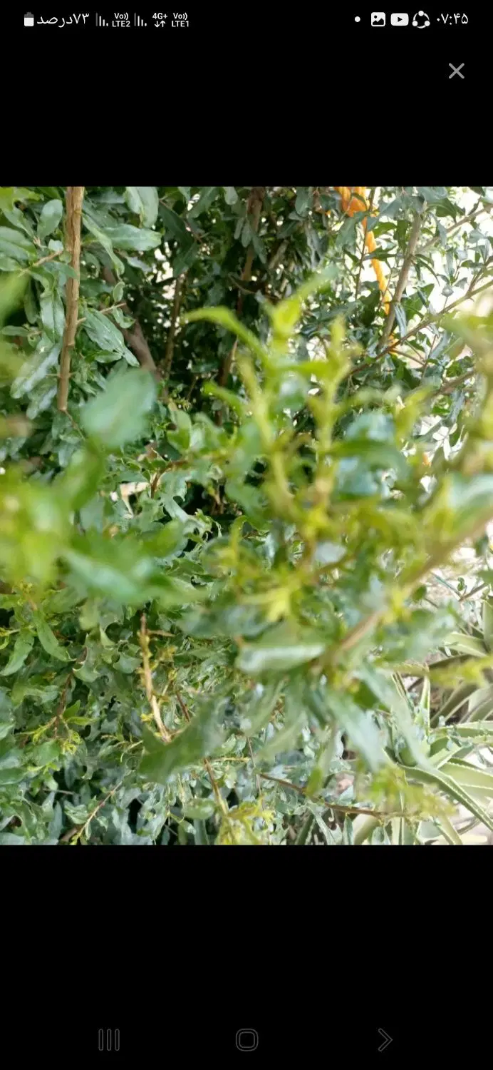 ۲_۵ هکتار باغ و زمین کشاورزی