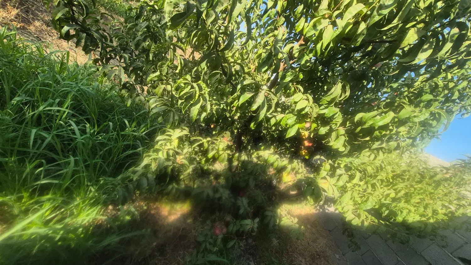 زمین واقع در کوهسار
