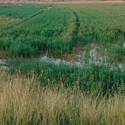 زمین کشاورزی جاده کارخانه سیمان 7800