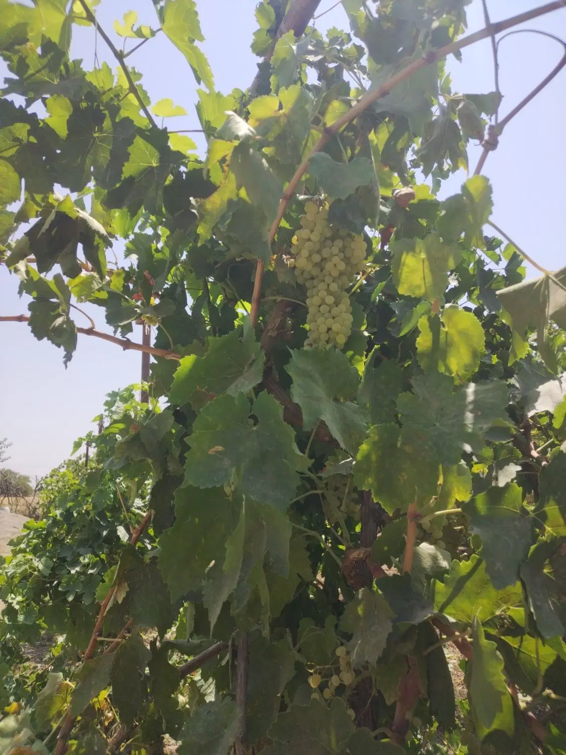 باغ باغچه