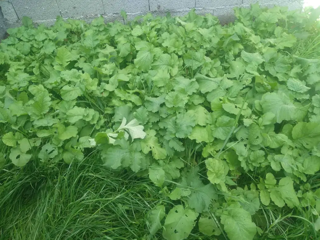 زمین مسکونی با پروانه ساخت اماده