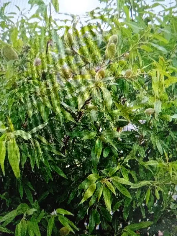 یک قطعه زمین کشاورزی