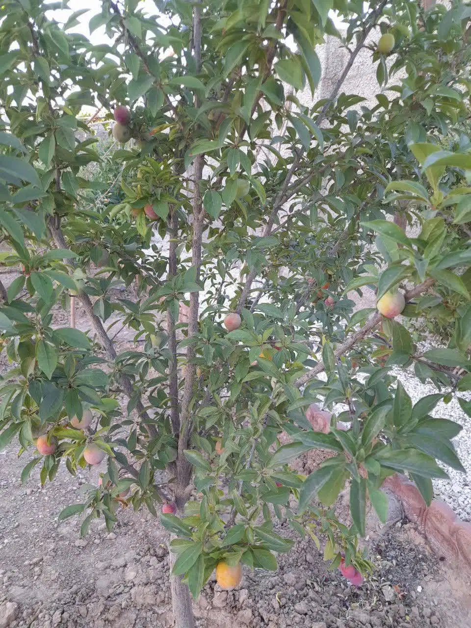 فروش باغ ویلا