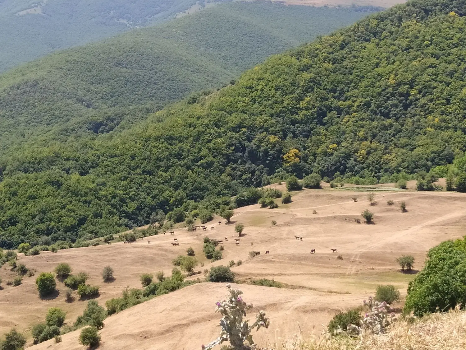 فروش زمین مسکونی روستای آغویه کلیبر