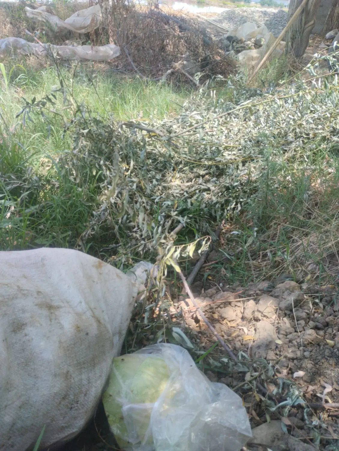 زمین