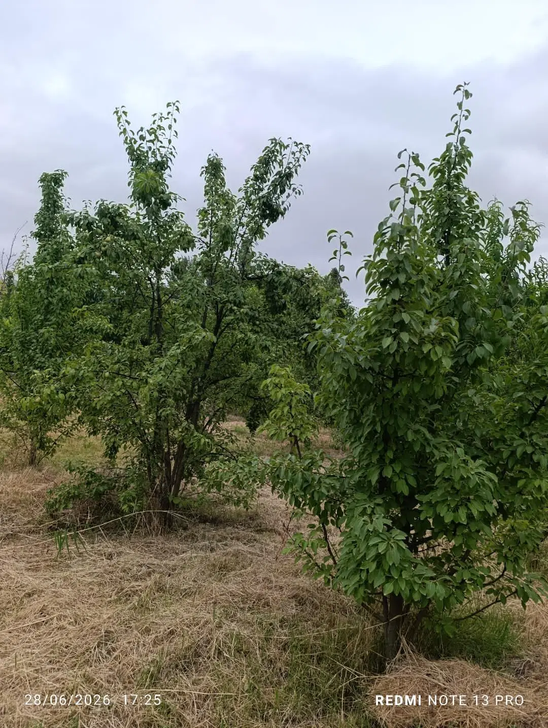 باغ گلابی