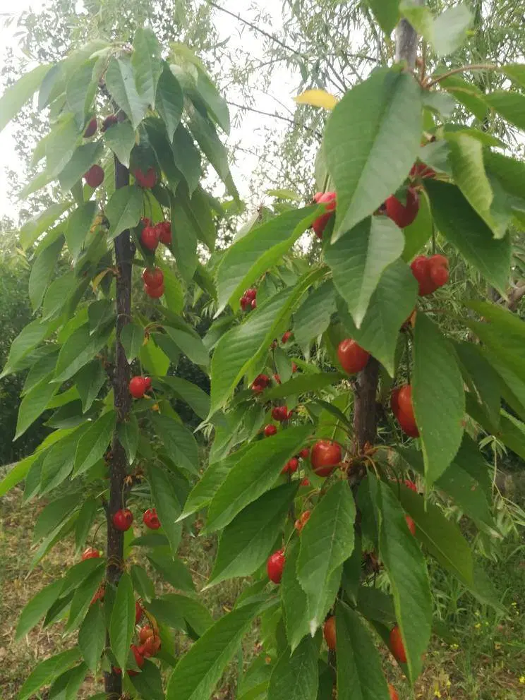 فروش باغچه موقعیت خوب