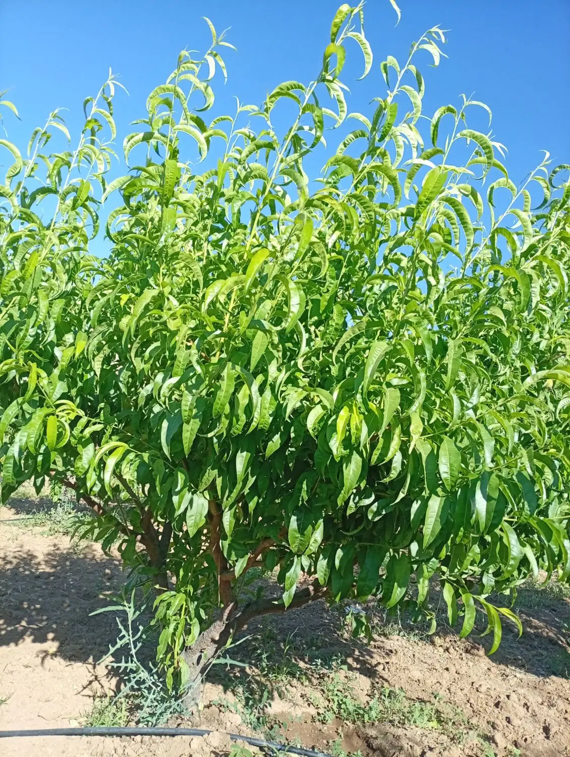 باغ وزمین فروشی