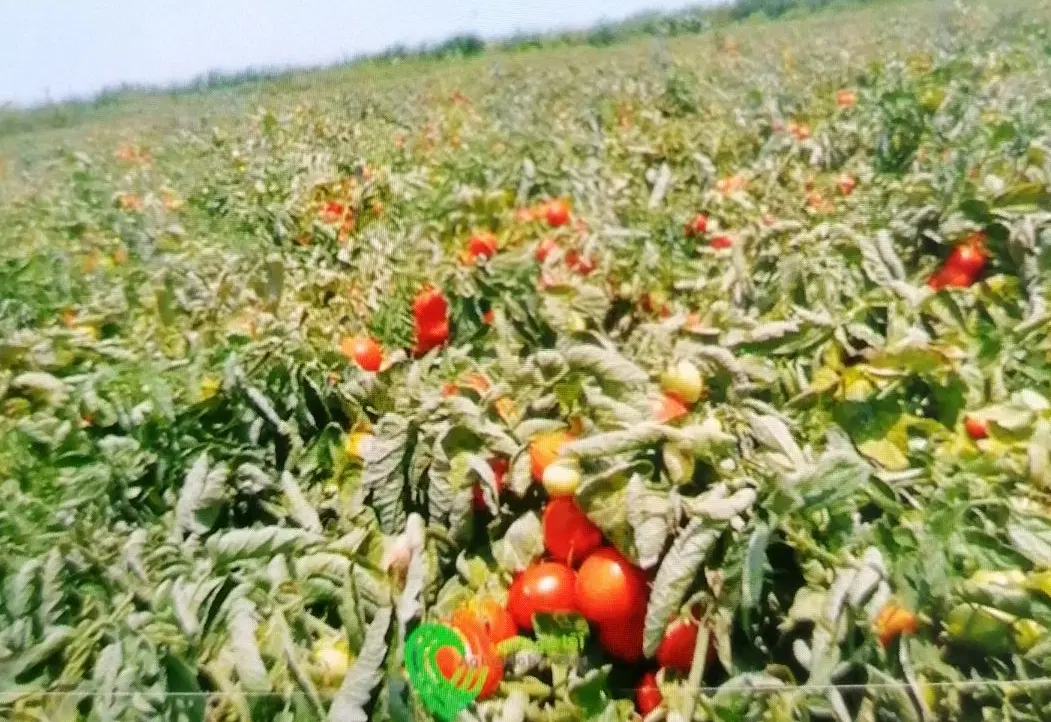 زمین کشاورزی