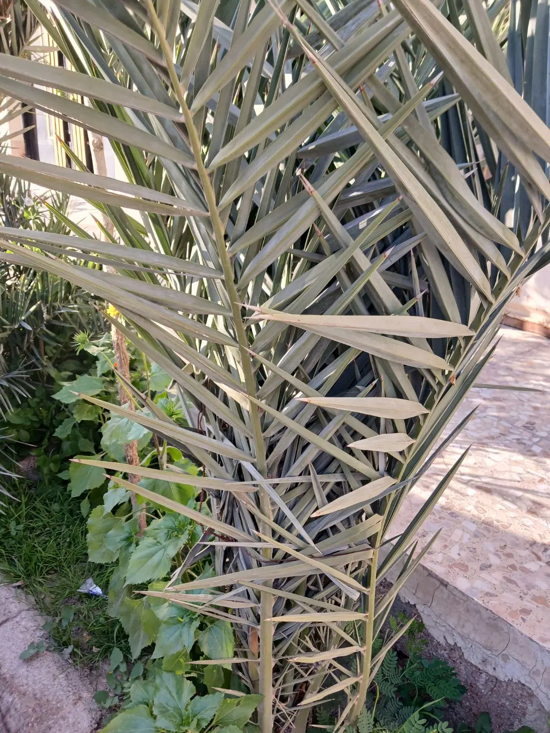 یکباب منزل ویلایی ۲۰۰ متری جهت رهن شکاره یک