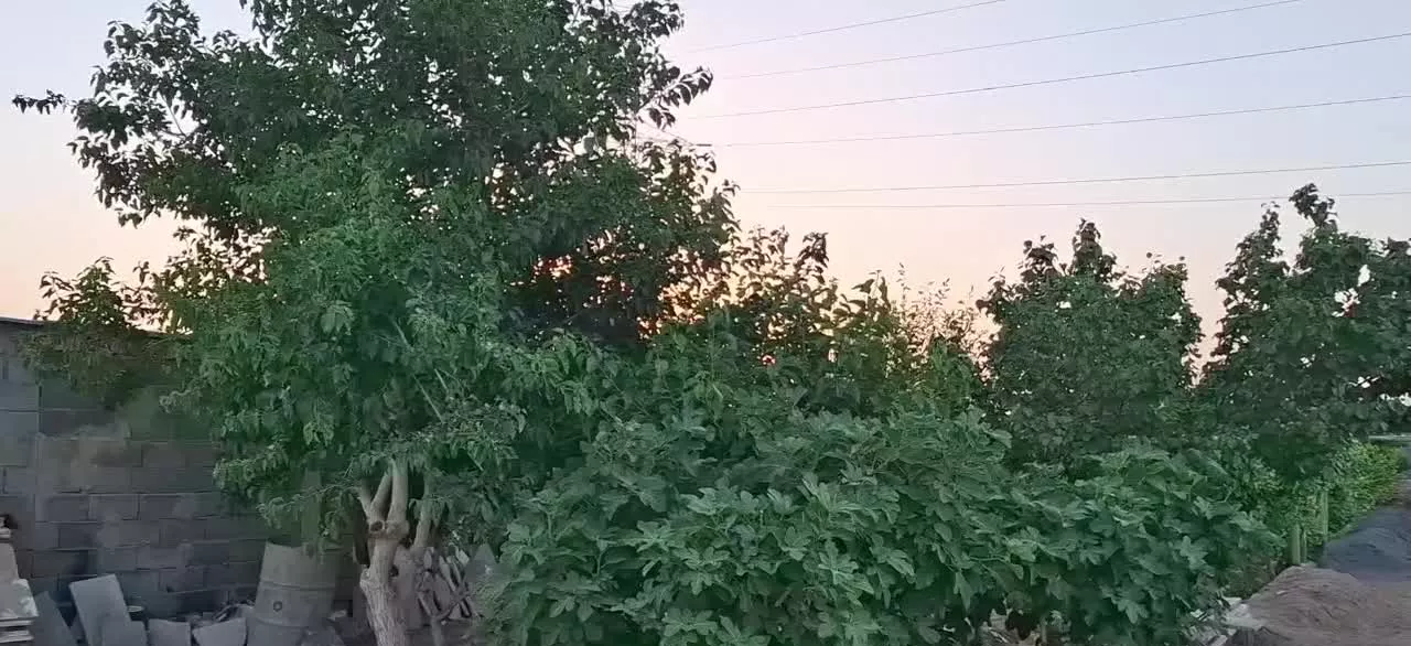 فروش باغ ۲۰۰۰ متری