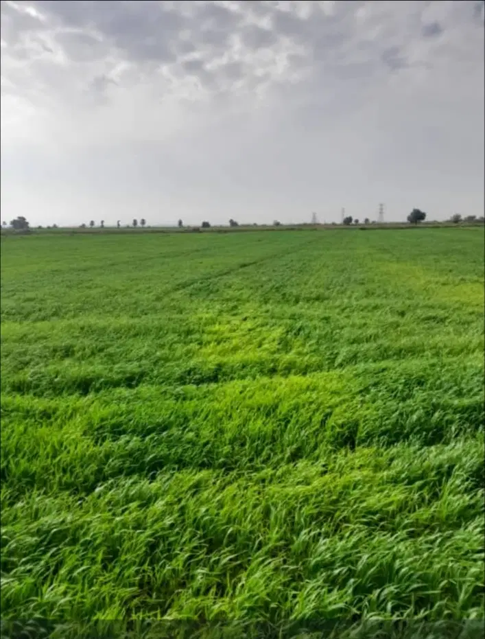زمین تجاری فروشی