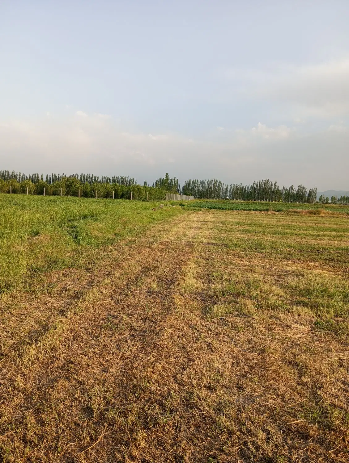 زمین کشاورزی