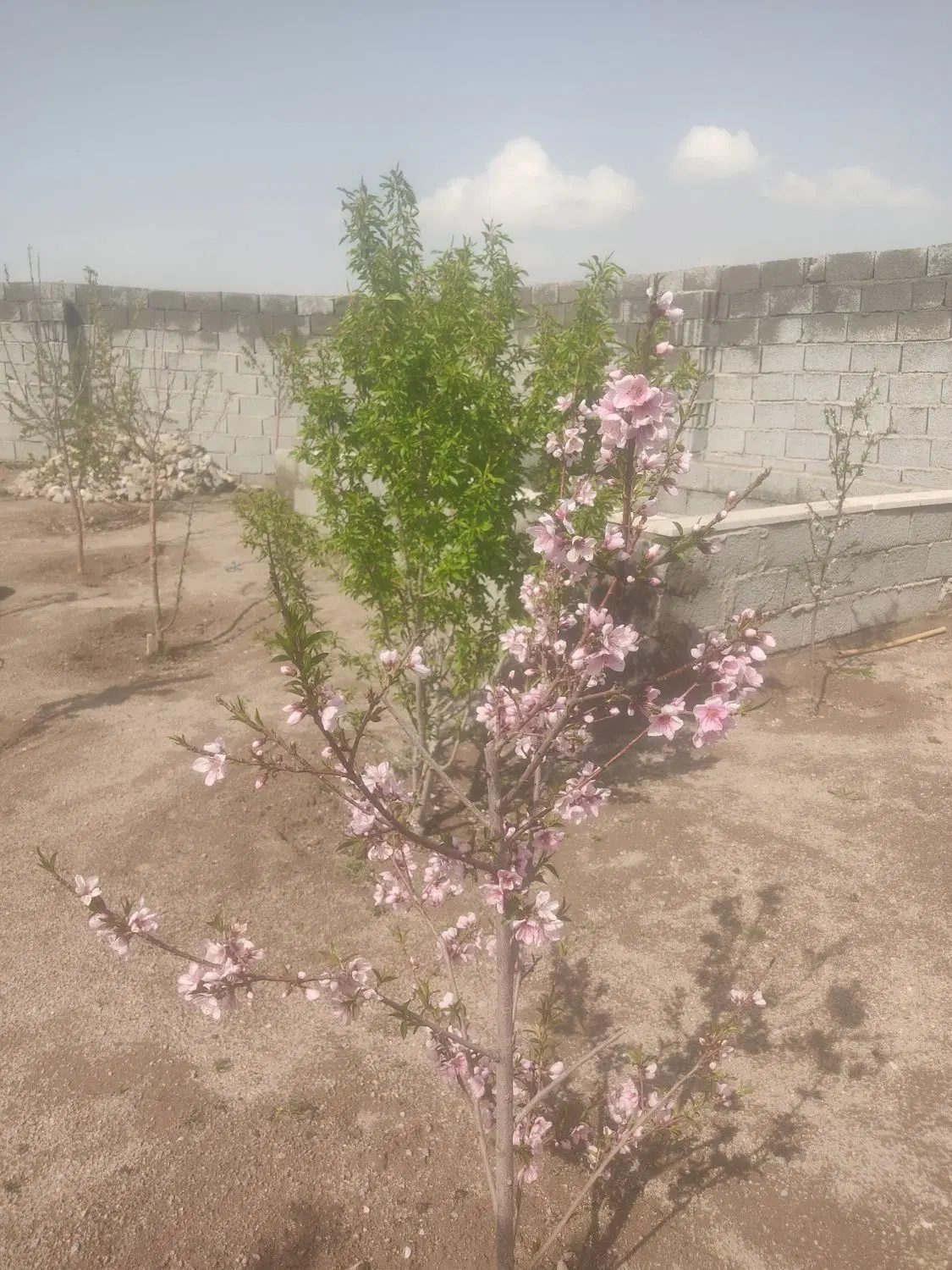 باغ درخلجان