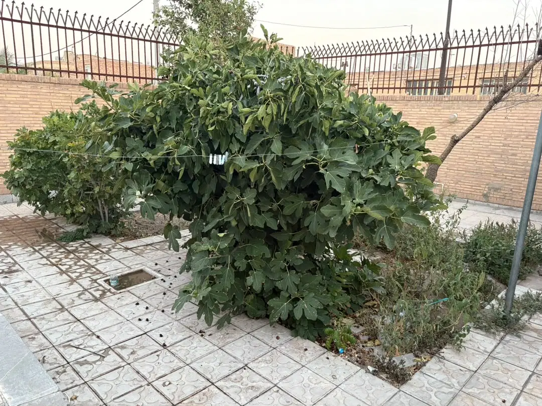 فروش ویلایی ۱۲_۵ قصبی دو نبش خیابان سده