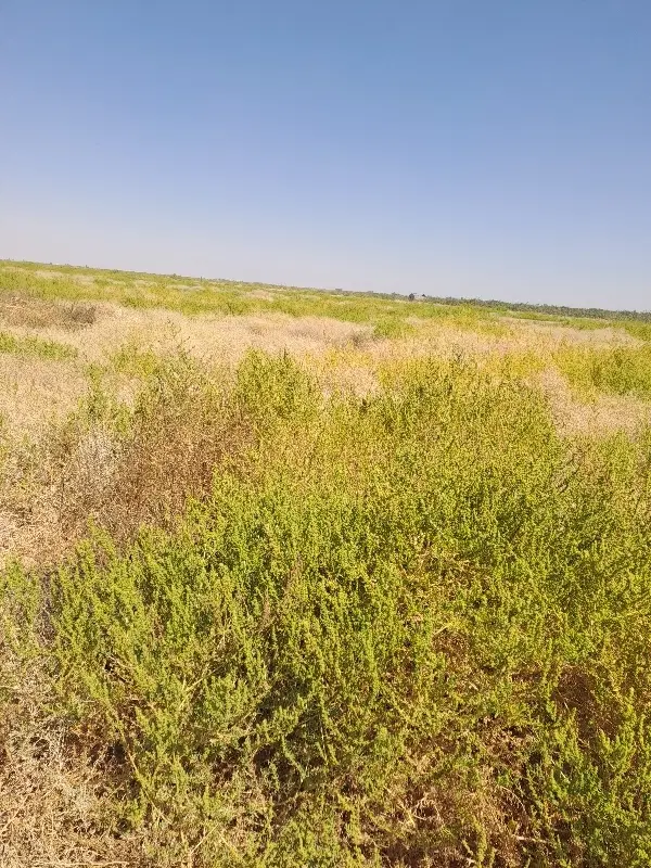 زمین حسین ابادخانی