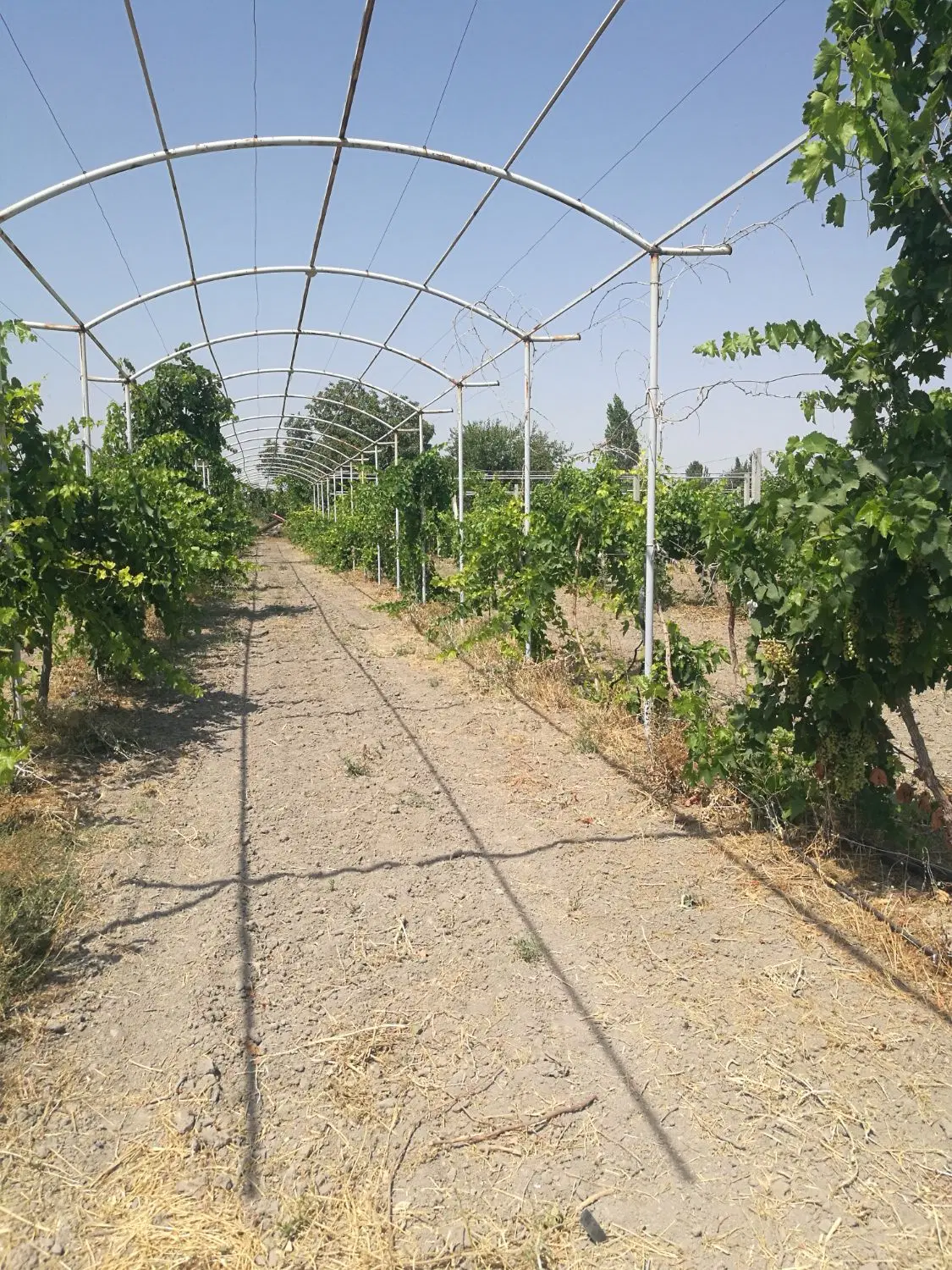 باغ جاده سنتو اردوشاهی