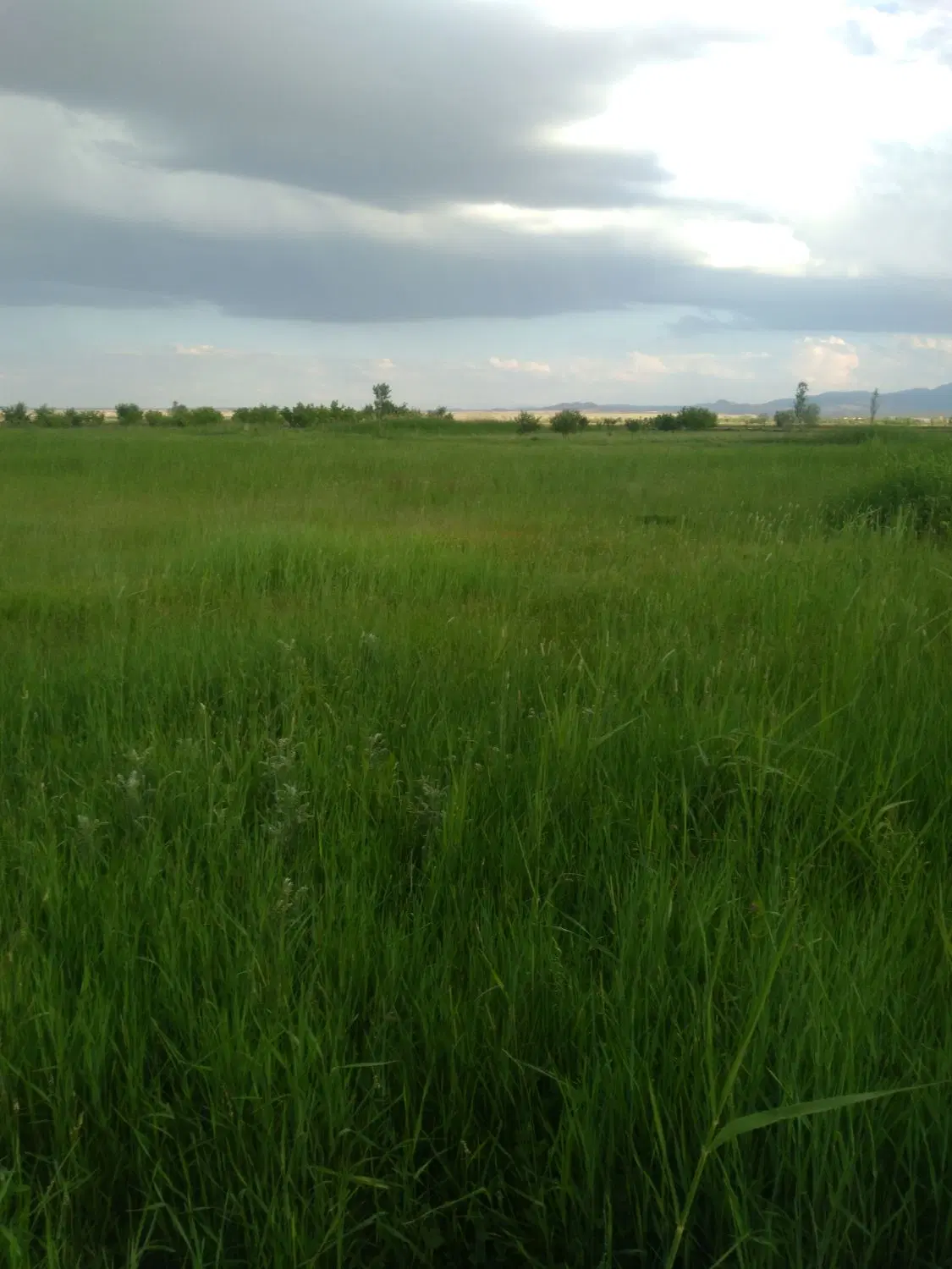 زمین کشاورزی