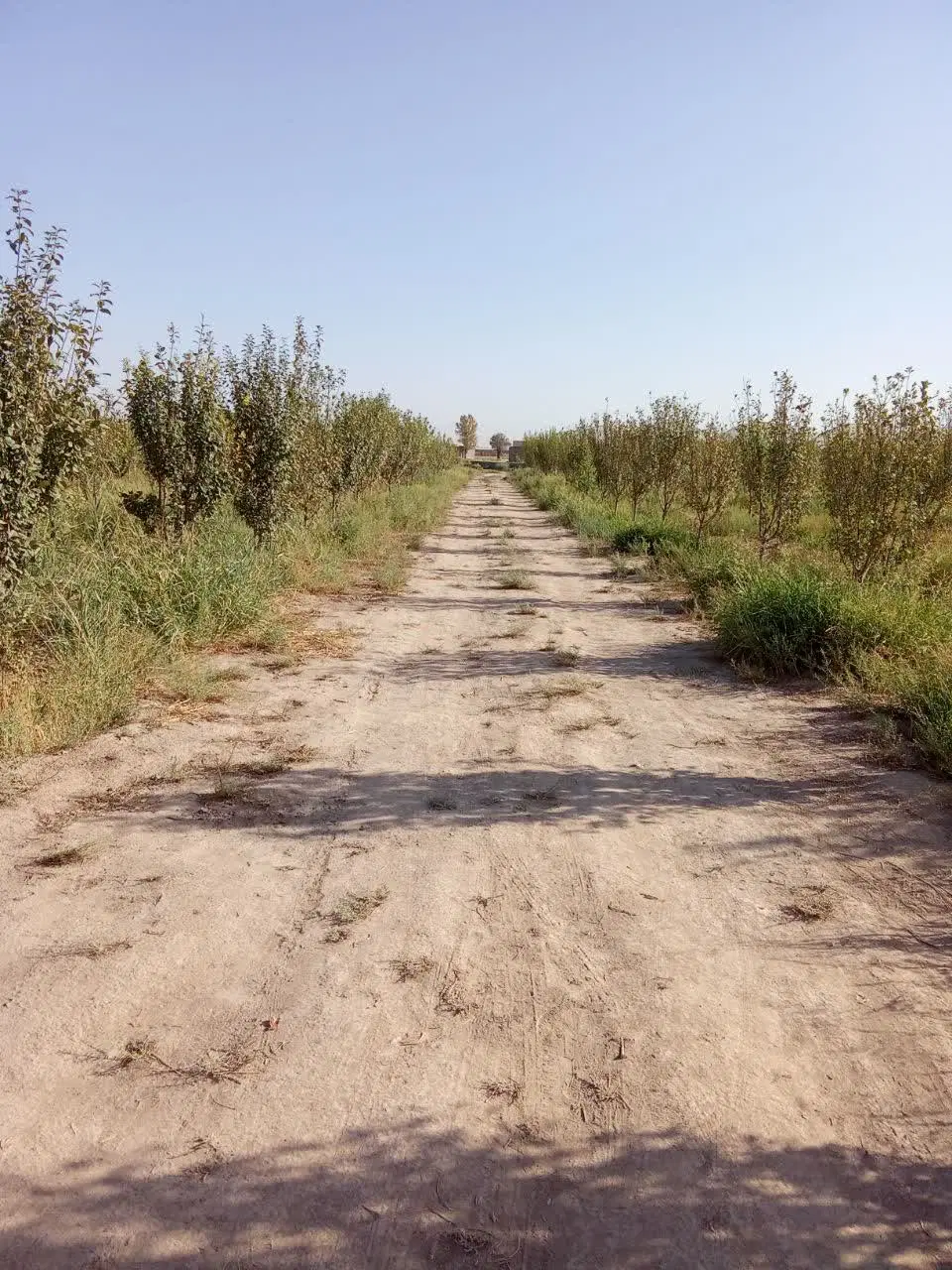 یک باغ به مساحت ۱۲ هزار متر به فروش میرسد