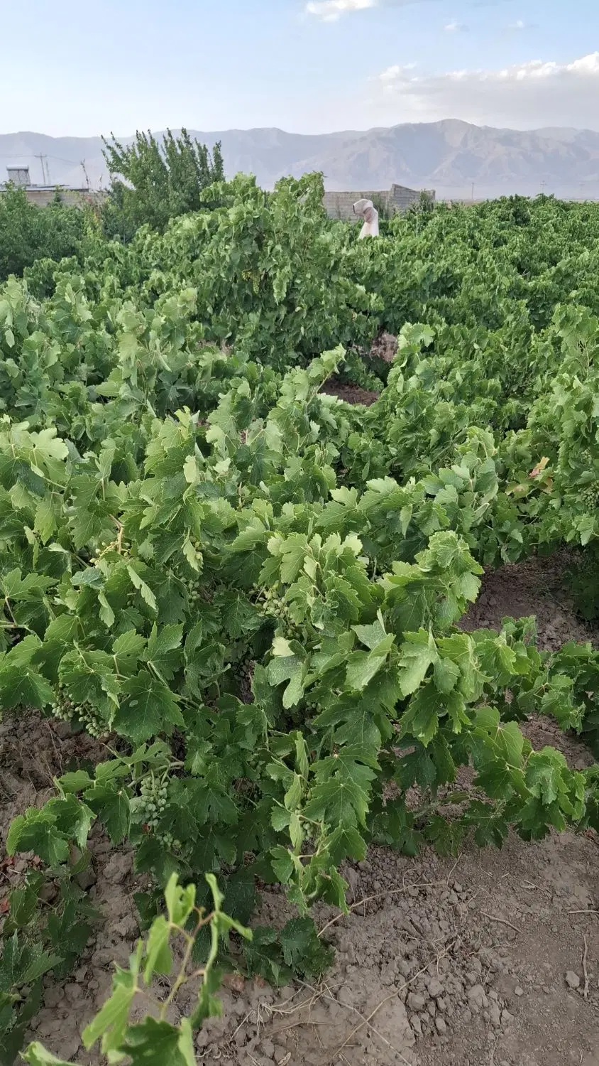 باغ انگور عسکری در حومه شهر نیشابور