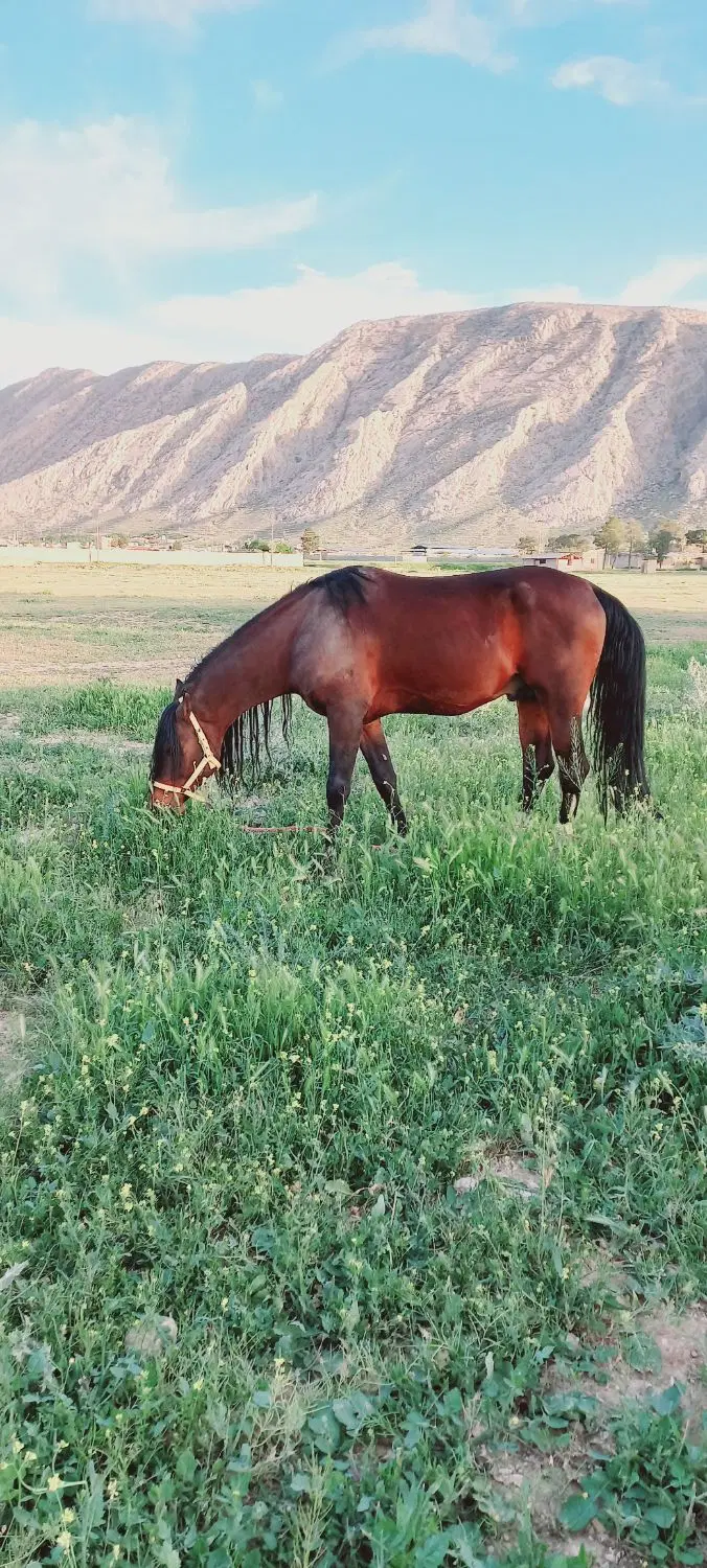 فروش زمین معاوضه باخودرو