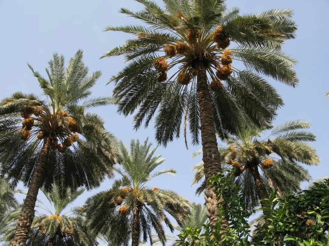 زمین منابع طبیعی شهرک انقلاب