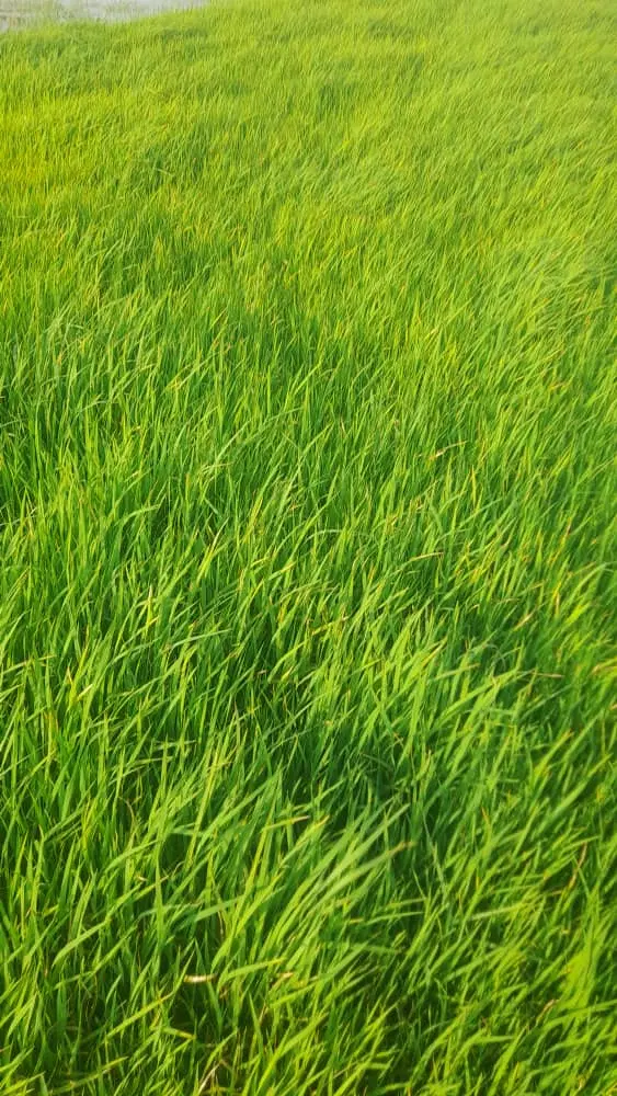 زمین برنجکاری