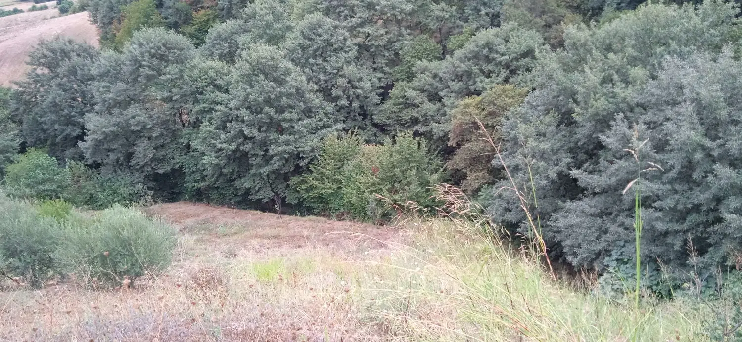 فروش زمین باغی