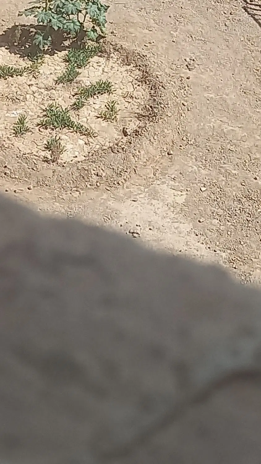 زمین درحسینه ۱۷
