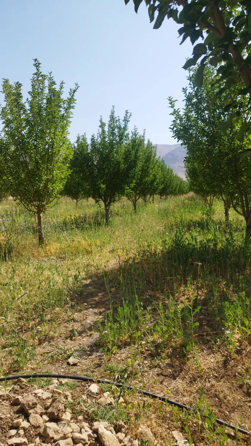 باغ ثمری سیب کاکان
