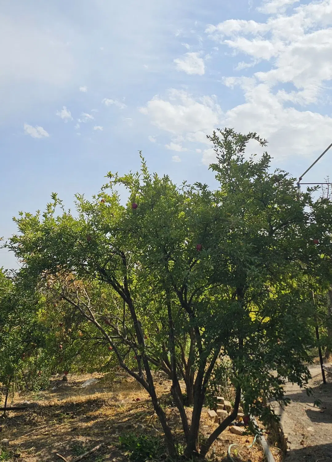 باغ ویلا