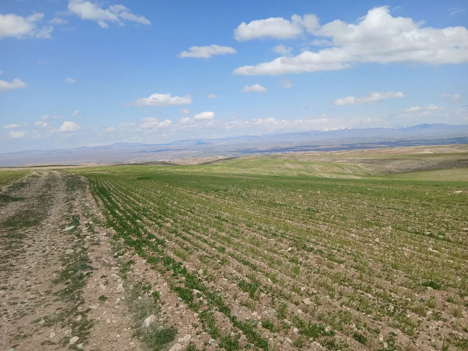 زمین دیم ۱۰ هکتار