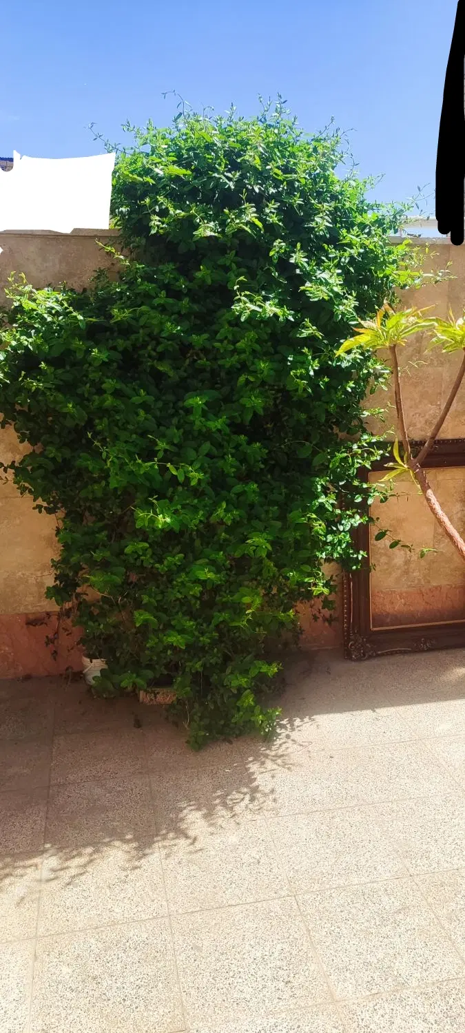 آپارتمان 130متر