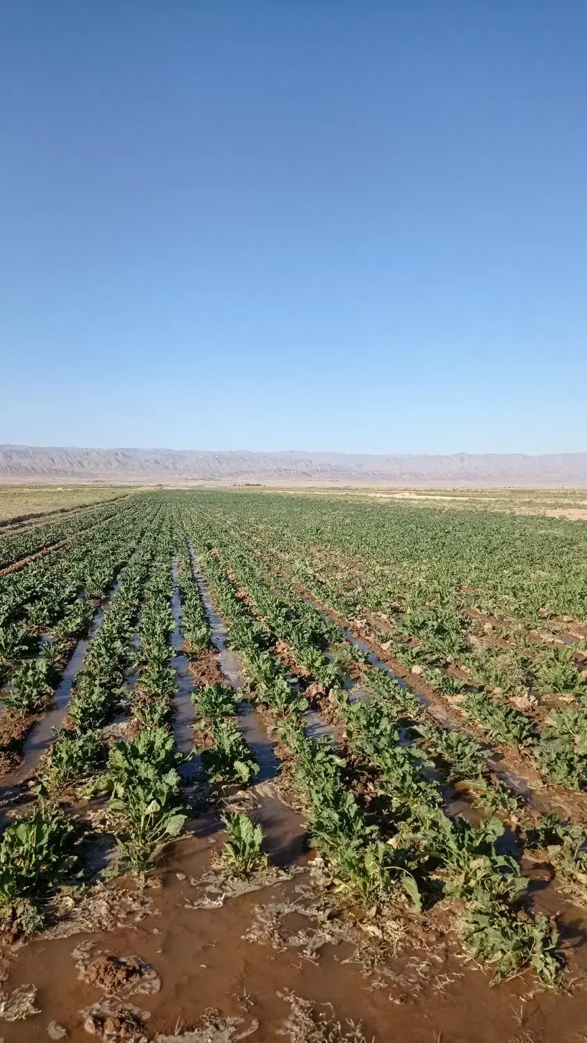 ۳ هکتار زمین کشاورزی مناسب زعفران