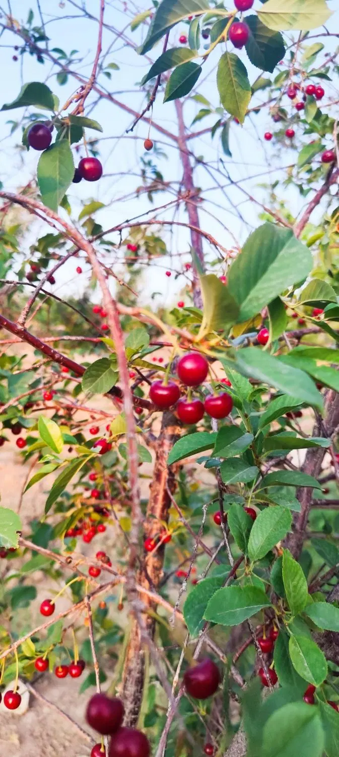 باغ میوه فروشی