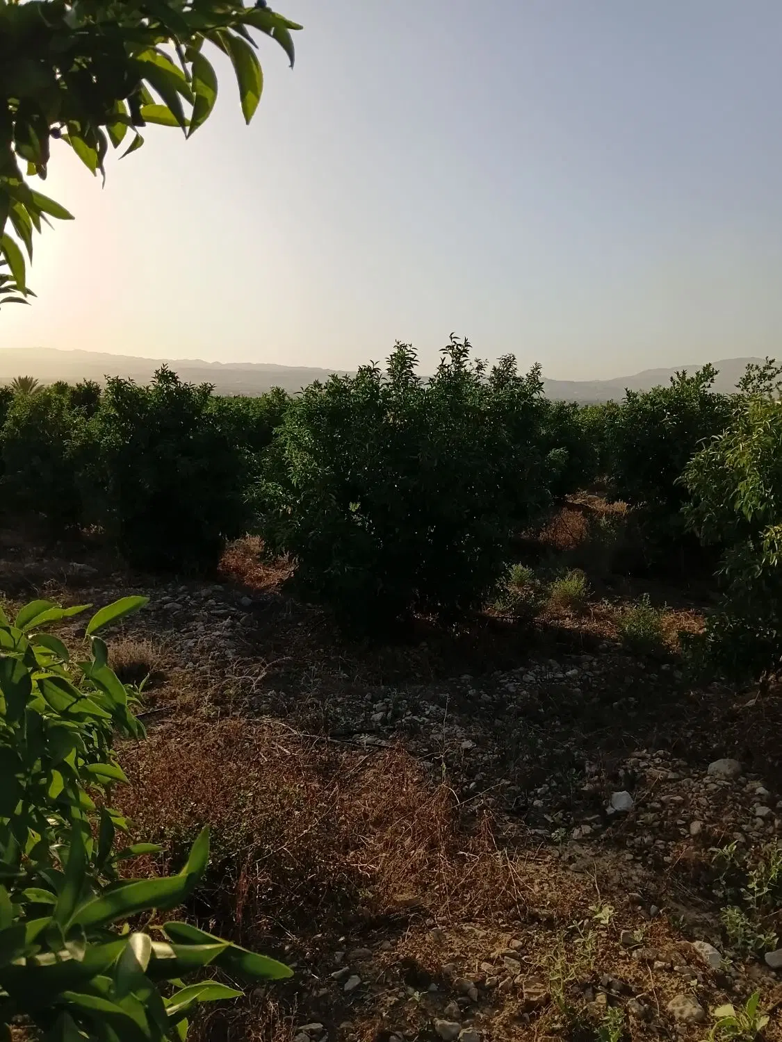 فروش باغ مرکبات