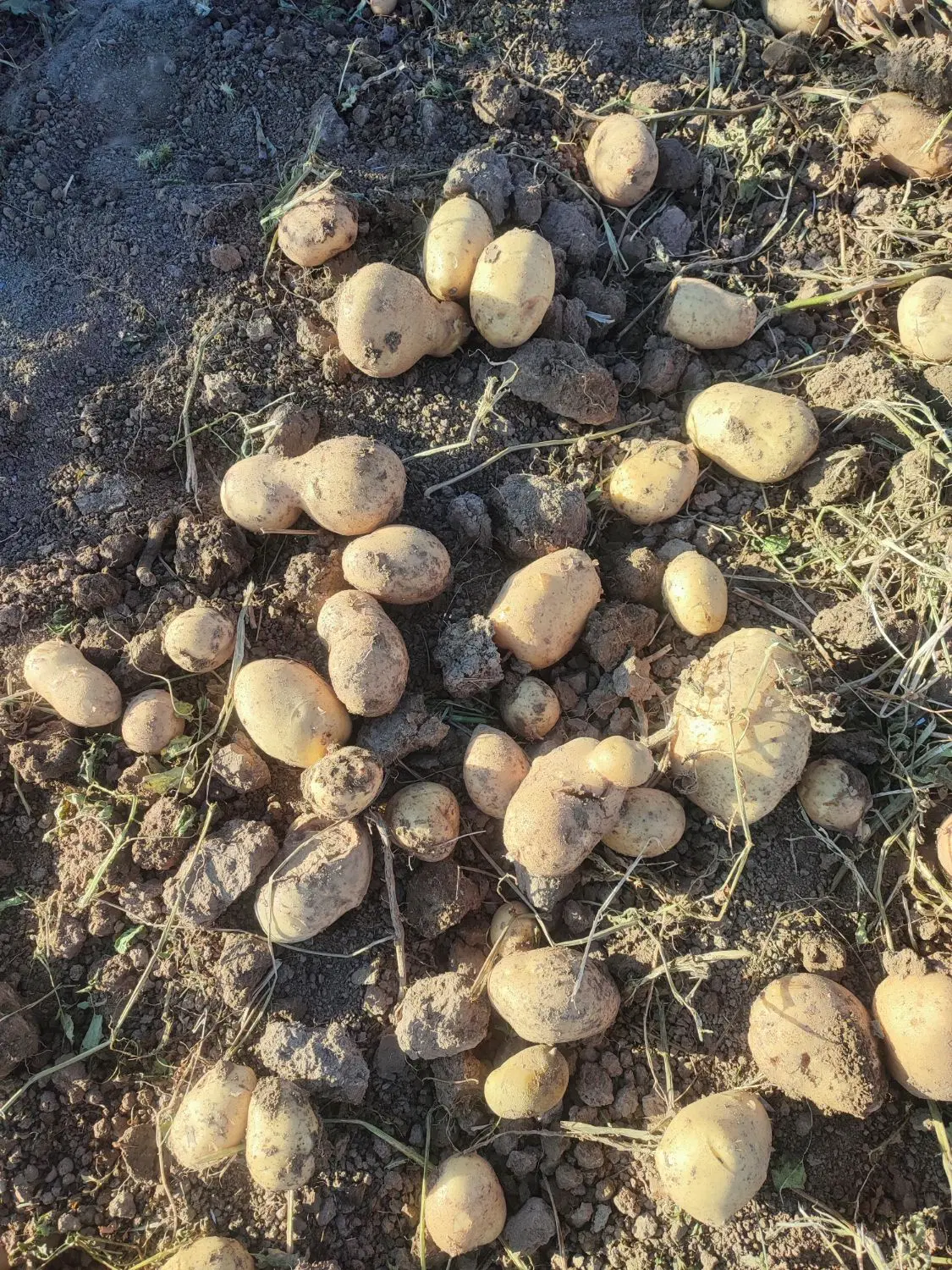 سیب زمینی کار