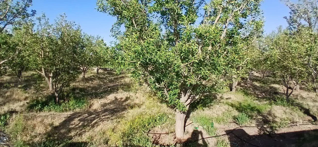 زمین۳۴۲متری دماوند یک میلیارد