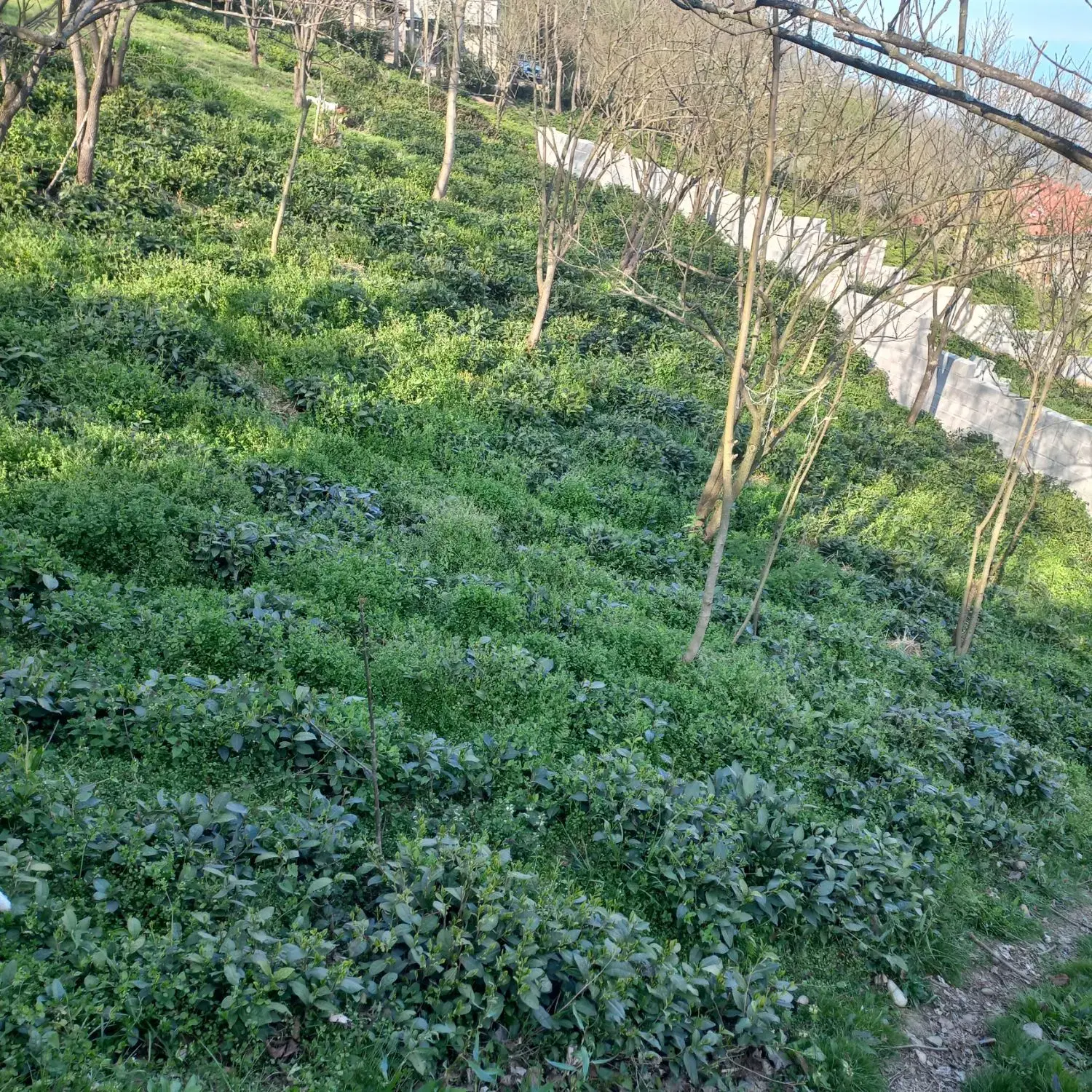 ۲۷۰مترزمین در روستای سرسبز وزیبای بالابند