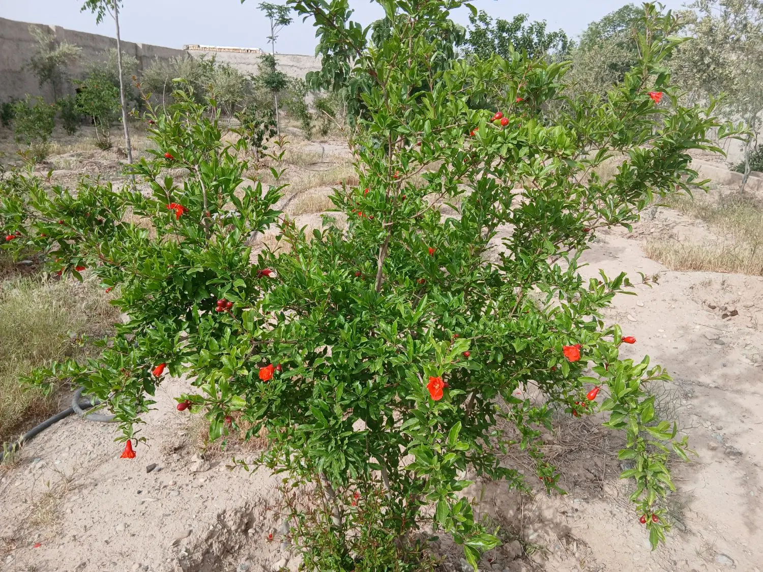 باغچه پاکدشت